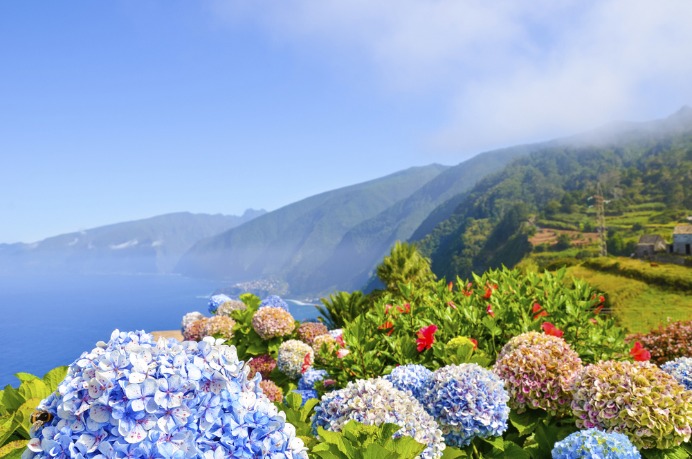 Blumenpracht, Nordküste Madeira