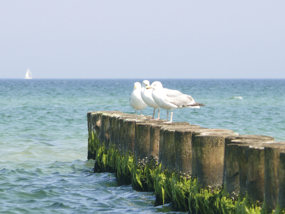 Möwen bei Travemünde an der Ostsee  