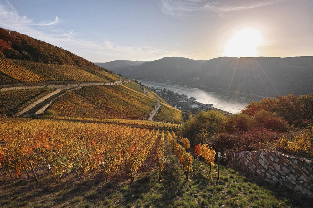 Weinberge