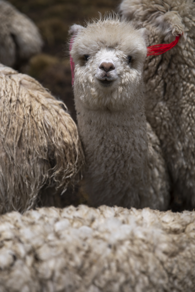 Alpaka in Peru