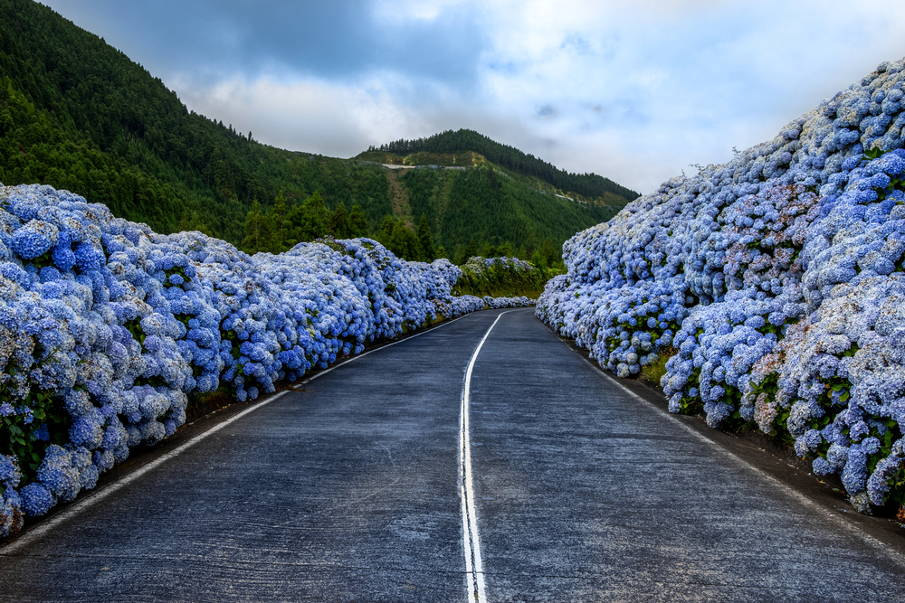 wilde Hortensie auf der Insel Flores, Azoren