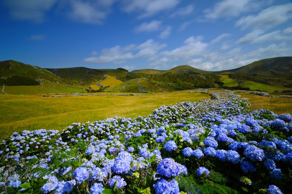 wilde Hortensie auf der Insel Flores, Azoren